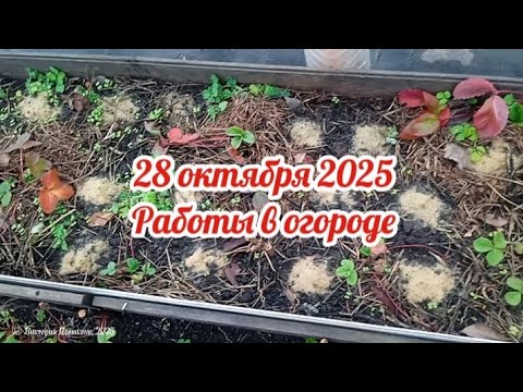 Видео: Работы в огороде в конце октября 2025
