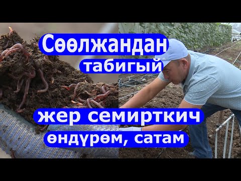 Видео: "Максатым сөлжандан биогумус өндүрүүнү жайылтуу" #ОшТВ#жаңылыктар