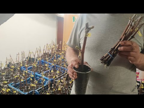 Видео: Сорти які вспіли укоренитись за 2 тижні