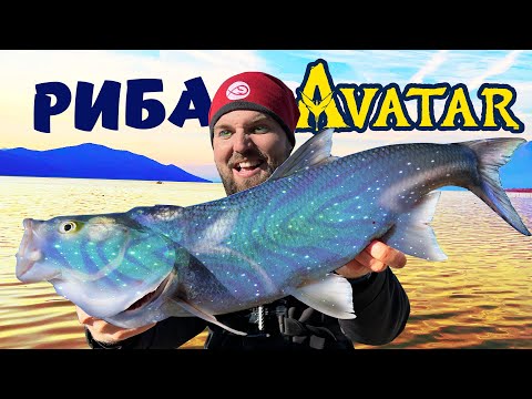Видео: МИСТИЧНО ЕЗЕРО ГЪМЖАЩО с РЕДКИ НЕРЕАЛНИ РИБИ!!! AVATAR-и на речен распер и ШАРАН!