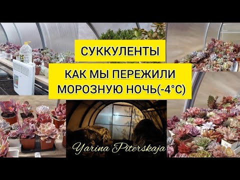 Видео: Суккуленты. Как мы пережили морозную ночь(-4°С).