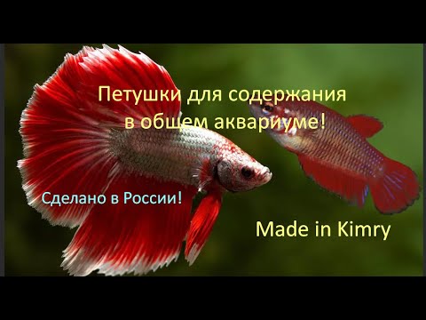 Видео: Петушки для содержания в общем аквариуме! Агрессия при самоизоляции.