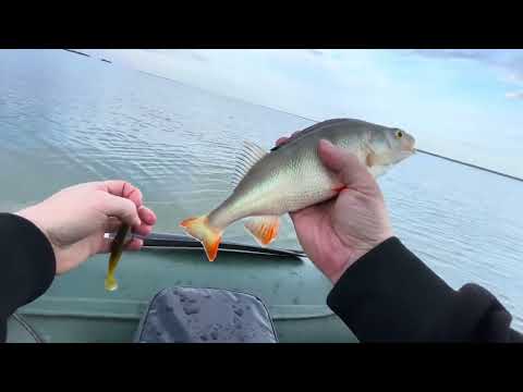 Видео: Оторвался по поклёвкам злых судаков на ОВХ. Боровое