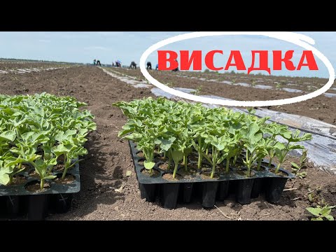 Видео: Кавун - висадка розсади. Вирощування кавуна. Якісна розсада кавуна