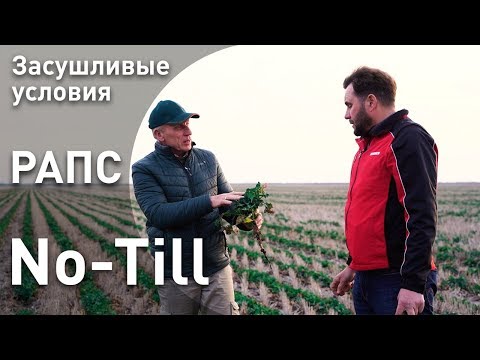 Видео: Выращивание рапса по технологии No-till в засушливых условиях