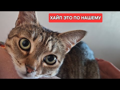 Видео: ХАЙПАНИТЕ ВИДЕО И ПОМОГАЙТЕ TERE LIFEVLOG ВЫЙТИ В ТОП