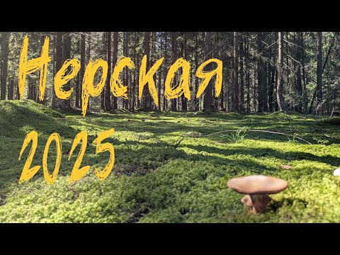 Видео: Нерская 2025. Прогулка.