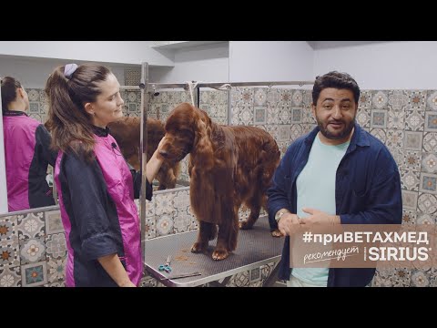 Видео: Каким должен быть правильный груминг // #приВЕТАХМЕД