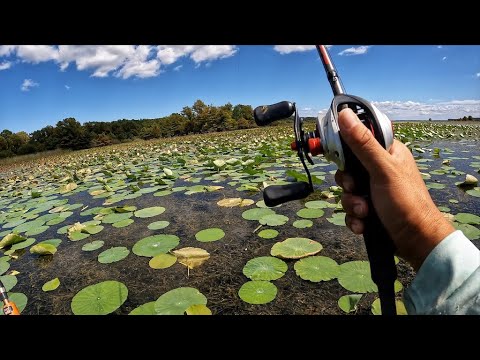 Видео: Мы только что открыли Толедо-Бенд?