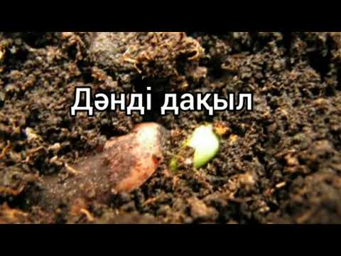 Видео: Ақиқатты түсіндіру - дәнді дақылдар/ Ерлан Ақатаев.