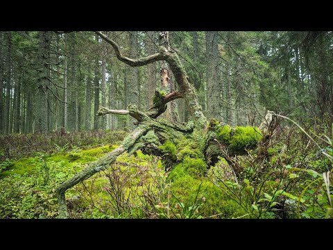 Видео: Autumn hiking to the coldest place in Czech Republic, NP Šumava/Самомое холодное место Чехии, Шумава