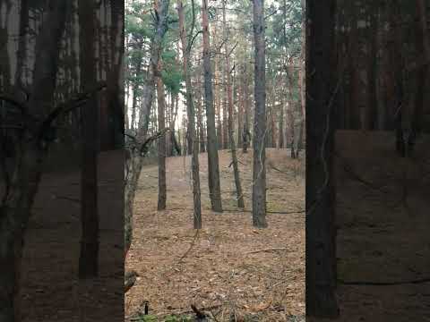 Видео: Как не потеряться в лесу.Розведка боем.Массивы деревьев