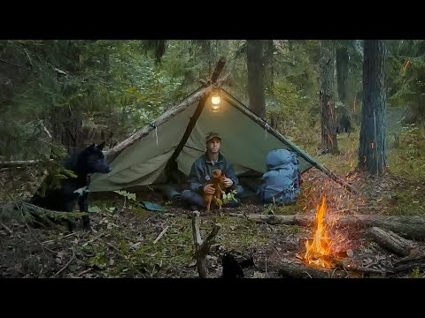 Видео: НОЧЕВКА В ЛЕСУ БЕЗ ПАЛАТКИ У КОСТРА . УКРЫТИЕ ИЗ ТЕНТА . ПОХОД В ЛЕС С СОБАКАМИ