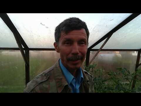 Видео: Обрезка томатов на урожай