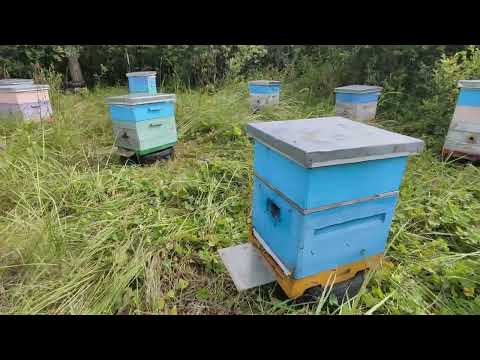 Видео: Подсолнух минус 1 кг