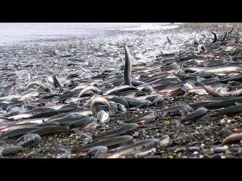 Видео: Ловим мойву сачками. Рыбалка в штате Вашингтон без LICENSE.