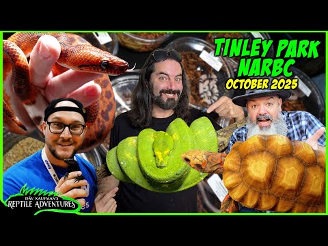 Видео: Выставка рептилий NARBC в Тинли-парке! Октябрь 2025 г. (ПОБЕДИТЕЛЯ ВЫБИРАЕТЕ ВЫ!)