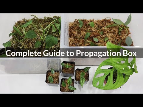 Видео: Успешно выращивайте комнатные растения из черенков | Размножайте комнатные растения