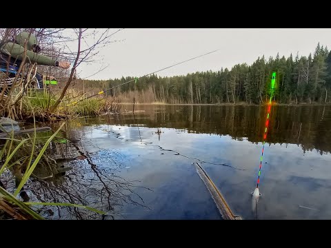 Видео: РАЗДАЧА КАРАСЯ НА ПОПЛАВОК. РЫБАЛКА НА ПОПЛАВОК ХЕРАБУНА