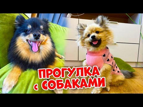 Видео: ВЫГУЛИВАЕМ наших СОБАЧЕК👉 Моника БОИТСЯ высоты