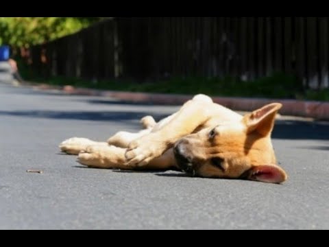 Видео: Последняя надежда. Самое страшное открытие— это  равнодушие, с которым люди проходят мимо чужой боли