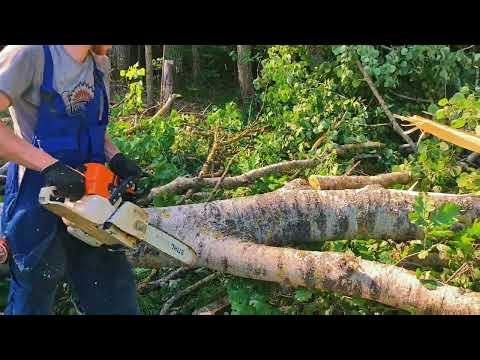 Видео: Валка леса в солнечную погоду осины 80 см Stihl MS 361