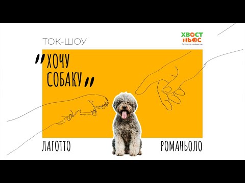 Видео: Ток-шоу «Хочу собаку». Лаготто-Романьоло | Как выбрать щенка и ухаживать за породой