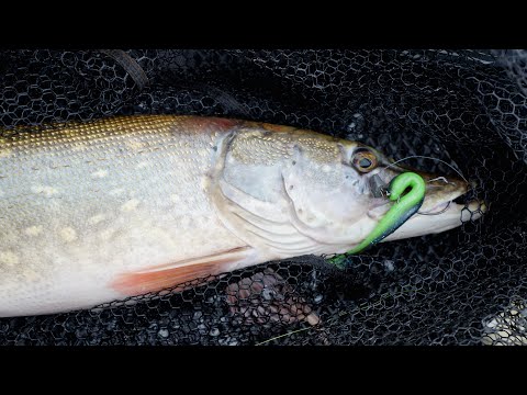 Видео: Ловля щуки в коряжнике, правильные оффсетные крюки залог успешной рыбалки