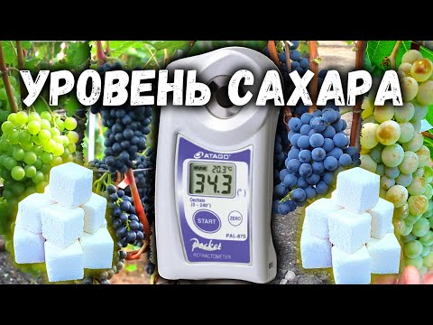 Видео: 🍇Обзор технических сортов винограда -  измерение уровня сахара.🍇