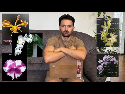 Видео: Посылка с Орхидеями от Magic Orchids ￼￼￼