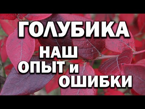 Видео: Голубика | Наш опыт и ошибки | Как вырастить полезную ягоду