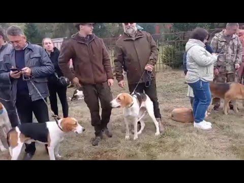 Видео: ГОНЧИЕ🦮 БЕЛАРУСЬ 🦮РЕСПУБЛИКАНСКАЯ ВЫСТАВКА ОХОТНИЧЬИХ СОБАК 