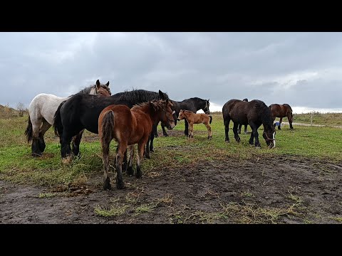Видео: СИЛЬНИЙ ТАБУН💪У ВІТАЛІКА ТА ПЕТРА НА ТЕРНОПИЛЬЩИНІ (КОЗЛІВ)🎯💥