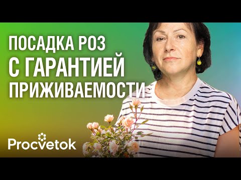 Видео: ПОСАДКА РОЗ ОСЕНЬЮ! Что добавить в яму при посадке, как подготовить саженцы, на какую глубину сажать