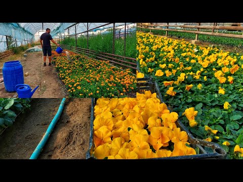 Видео: ПОЧЕМУ Я ПОДКАРМЛИВАЮ МНОГО. Наработанная схема годами. ХОТИТЕ ВЫРАЩИВАТЬ КАЧЕСТВЕННУЮ ПЕТУНИЮ