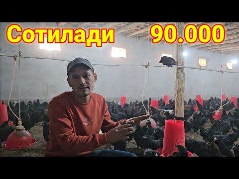 Видео: Андижон кора товуклари сотилади
