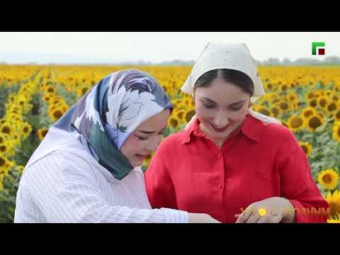 Видео: ЦВЕТЕНИЕ ПОДСОЛНУХОВ, ОСОБЕННОСТИ СОЛНЕЧНОГО ЦВЕТКА