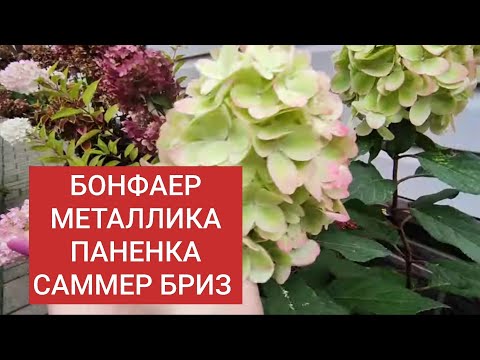 Видео: БОНФАЕР, МЕТАЛЛИКА,ПАНЕНКА,САММЕР БРИЗ,ПАСТЕЛЬ ГРИН 1 ОКТЯБРЯ 🌿🌿🌿🌿🌿🌿