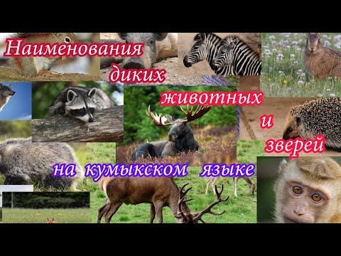 Видео: Кумыкский  язык. Животные на кумыкском языке. Дикие животные и звери на кумыкском языке.