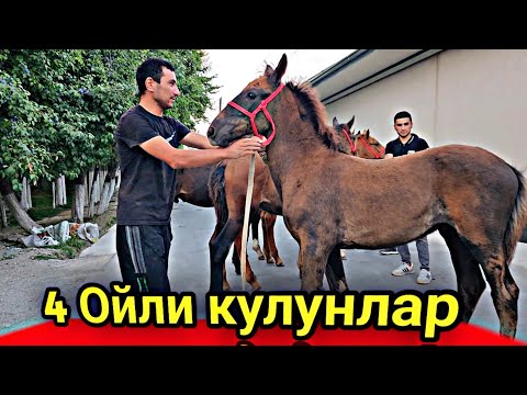 Видео: МАНА КУЛУН ТОЙЛАР САРДОРДА ..(Mus Tv)