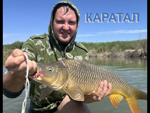 Видео: КАРАТАЛ Низовья РЫБАЛКА ПЕСНИ  У КОСТРА  НА ГИТАРЕ !!!