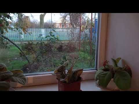 Видео: Немного о гетерозисных клещах в пчелиных семьях.