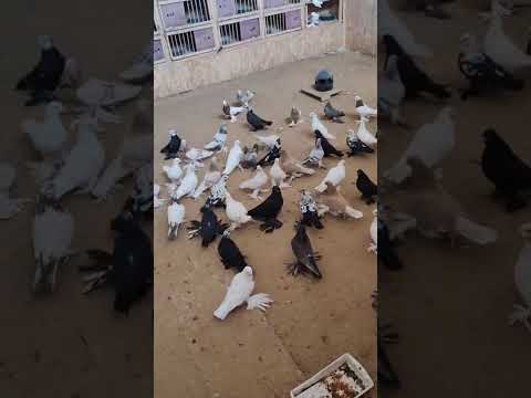 Видео: 19 октября 2025 г.