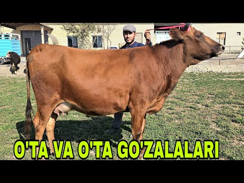 Видео: 90-712-22-21. 90-510-52-11.  Ismoil ukamizdan yangisi bugun ymonlari chiqdi 12 ноября 2025 г.