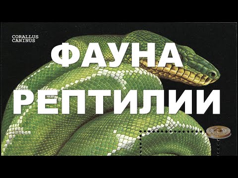 Видео: Фауна. Рептилии