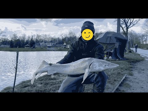 Видео: Рыбалка на осетра . Как ловить осетра .