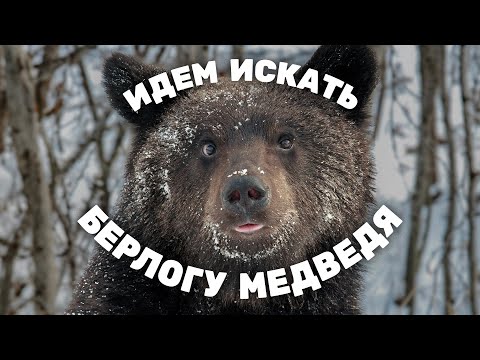 Видео: Идем искать берлогу медведя вместе с лесником