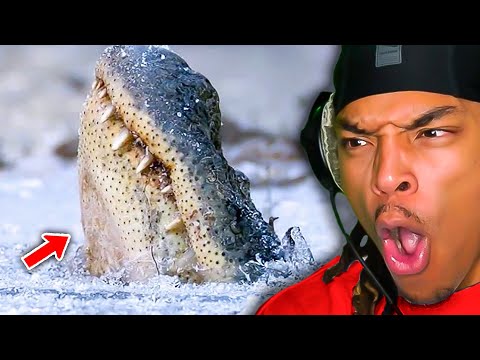 Видео: Почему это самый страшный хищник всех времен...