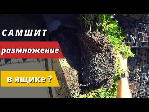 Видео: Результат размножения САМШИТА в ящиках под открытым небом.