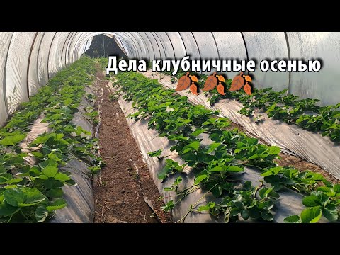 Видео: Наша новая посадка клубники. Подготовка к зиме. 